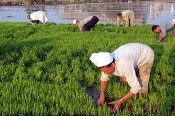 جدول مواعيد زراعة المحاصيل الزراعية فى مصر