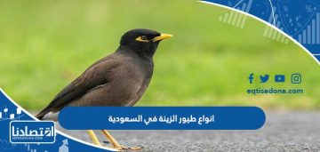 انواع طيور الزينة في السعودية