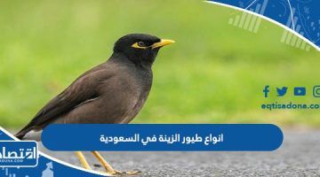 انواع طيور الزينة في السعودية
